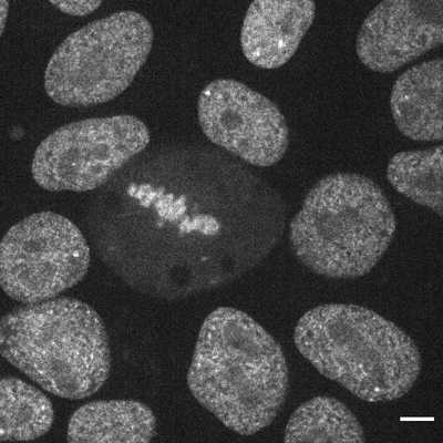 Cell line media