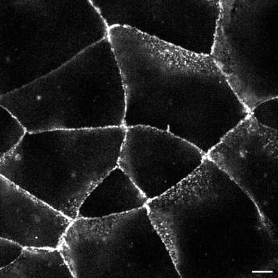 Cell line media