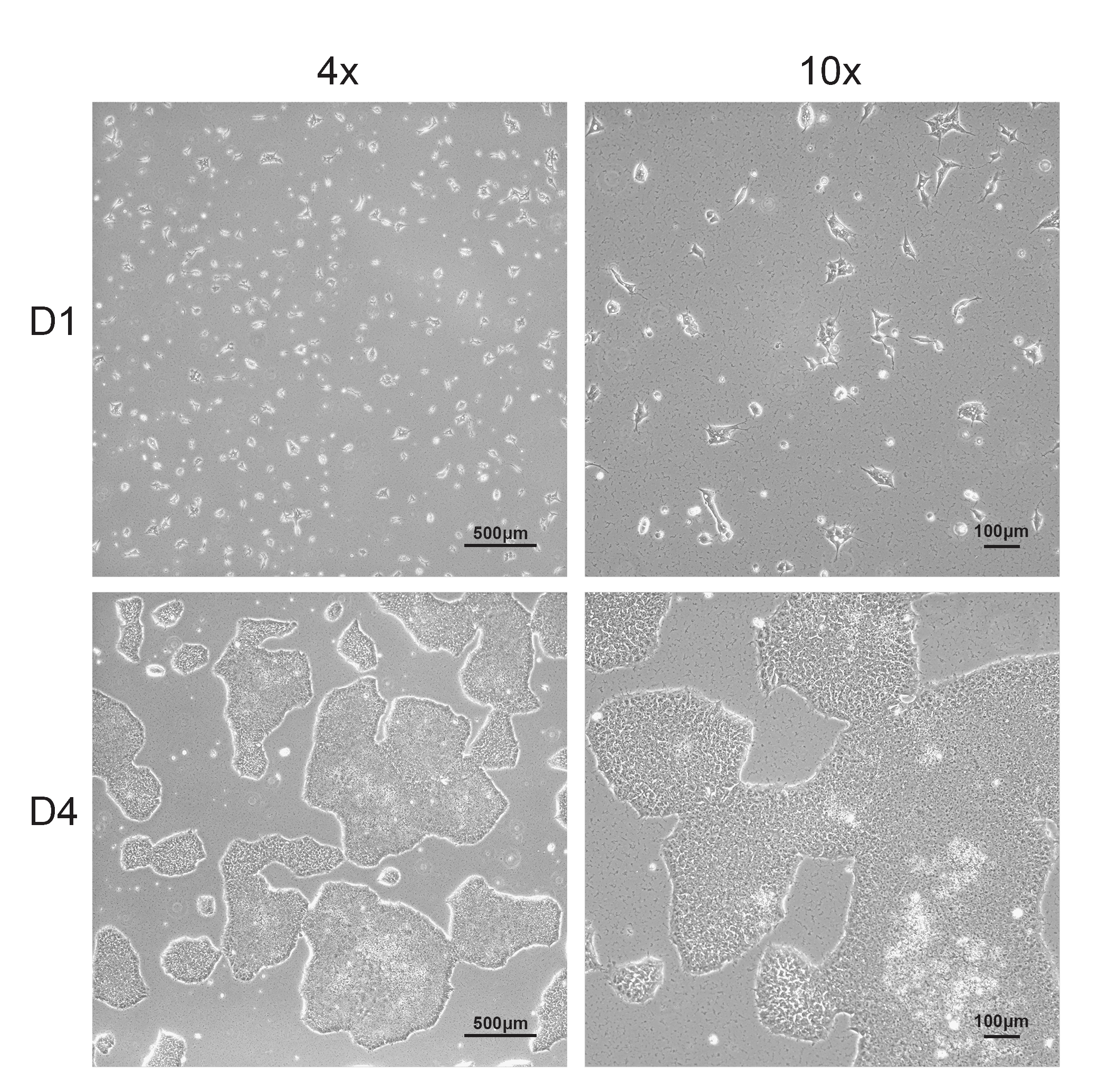 Cell line media