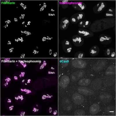 Cell line media