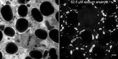 Cell line media